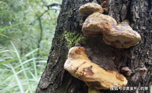 探秘桑黄菌种植：揭秘行业领先技术厂家