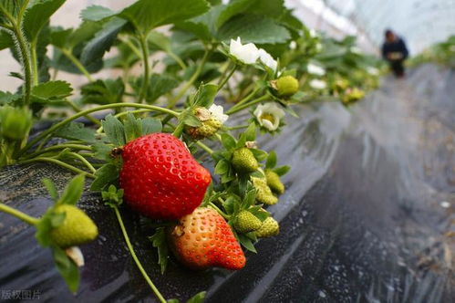 草莓种植技术革新：揭秘高效益的秘密武器
