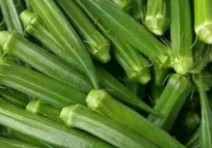 《商丘黄秋葵种植技术揭秘：如何提高产量与品质？》