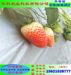 《草莓露天种植：揭秘高效产量的秘密武器》