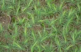 揭秘两米白皮松种植秘诀：如何打造绿意盎然的生态景观？