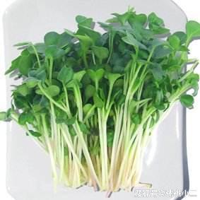 揭秘萝卜苗种植技术：高效高产的秘密武器