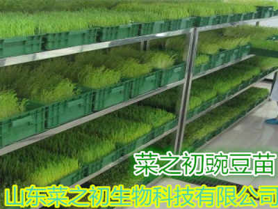 芽苗菜种植技术视频指南：揭秘高效绿色农业新趋势
