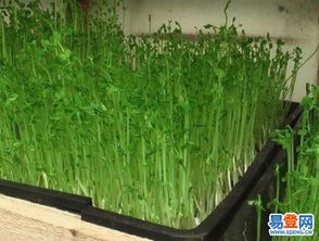苗芽菜种植新篇章：揭秘高效益的绿色种植技术