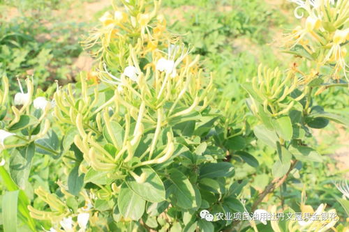 揭秘金银花种植之谜：高效栽培技术全解析