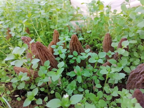 林下菌种植：绿色农业的“隐形宝藏”