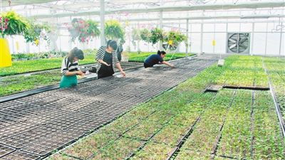 乌塌菜种植技术揭秘：如何实现高产高效？