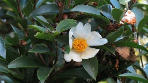 茶子树栽培种植：揭秘高效种植技术，助力茶产业绿色发展