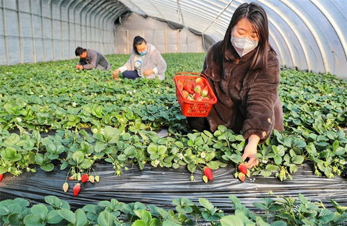草莓种植：掌握时机，收获丰硕