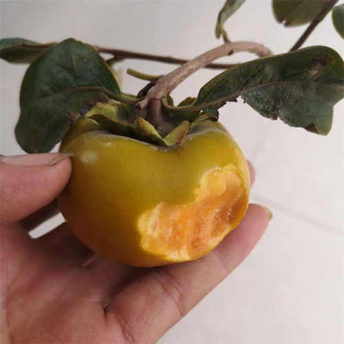 揭秘柿子种植新纪元：技术培训方案助您丰收有道