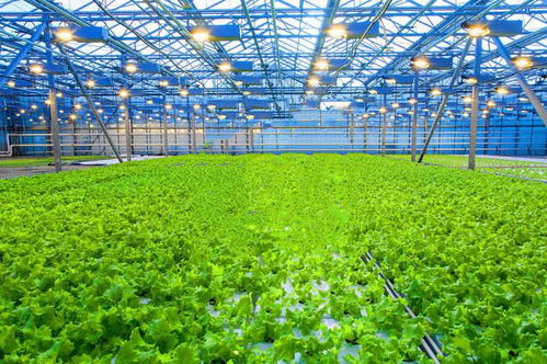 《温棚种植桑黄：揭秘高效益的菌类栽培新趋势》