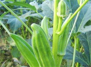 《秋葵种植攻略：揭秘高效栽培管理技术，实现丰收不是梦！》