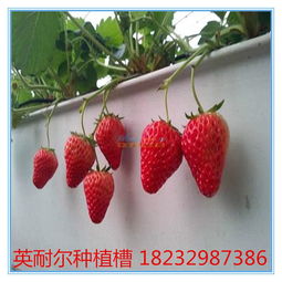 《立体草莓种植新趋势：揭秘高效益的秘密武器》