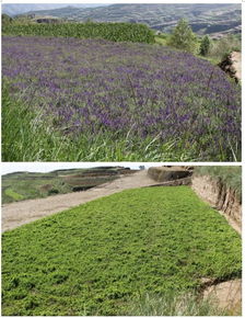 《党参种植：揭秘高效益的秘诀与挑战》