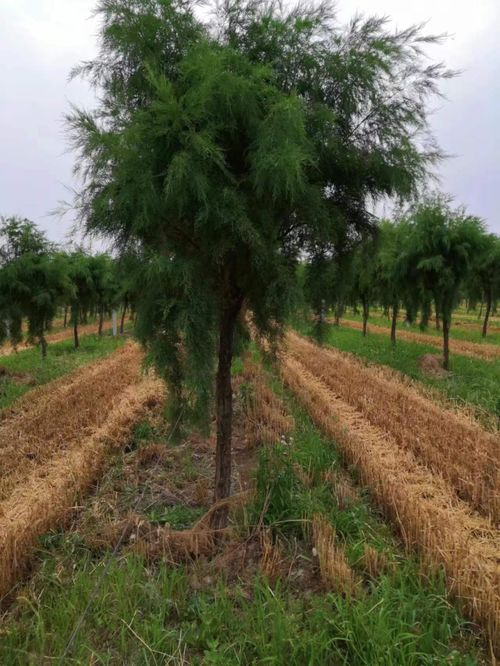 揭秘桑黄种植：20亩高效种植技术全解析