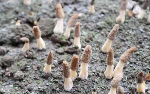 《羊肚菌种植新篇章：揭秘羊肚菌种植技术的学习胜地》