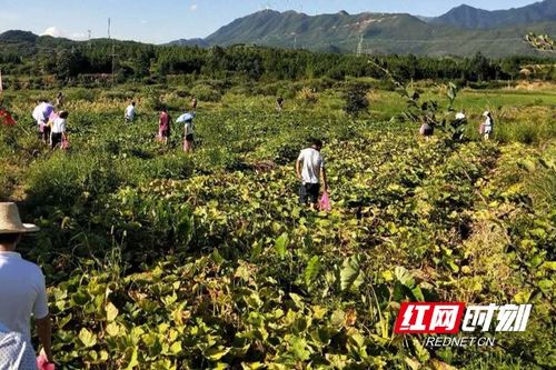 《香芋南瓜种植攻略：视频教程助你轻松掌握高效种植技巧》