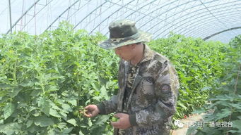 《揭秘蔬菜种植奥秘：视频讲解助您轻松掌握高效种植技术》