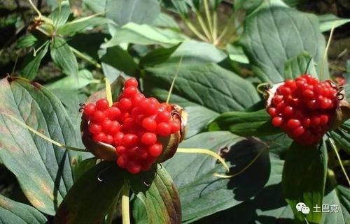 揭秘重楼种植秘诀：一场直播带你走进药用植物王国