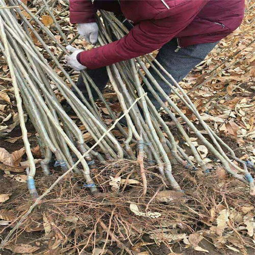 防风种植技术：绿色屏障下的经济效益与生态价值