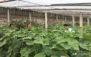 揭秘丝瓜温室大棚种植技术：高效益的秘密武器