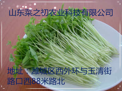 《花生芽种植攻略：如何在家轻松培育绿色健康食品？》