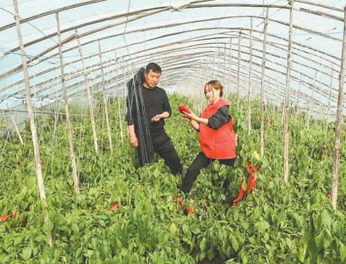 辣椒种植管理技术培训：揭秘高效丰收之道