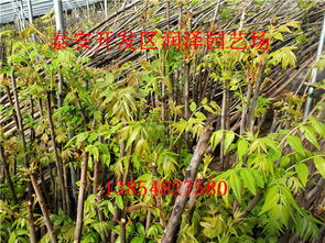 香椿树种植：揭秘技术与风险，助你培育绿色财富