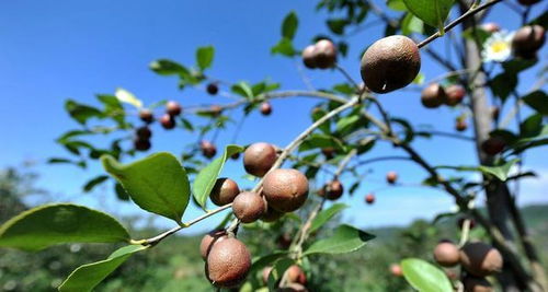 茶油果苗种植技术揭秘：如何培育出高品质的油茶树？