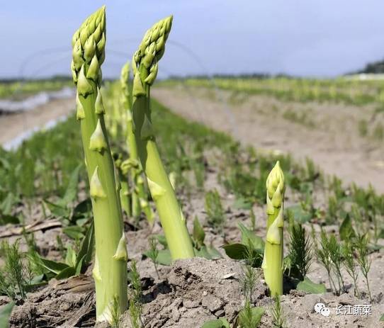 芦笋种植攻略：揭秘高效益的绿色黄金种植技术