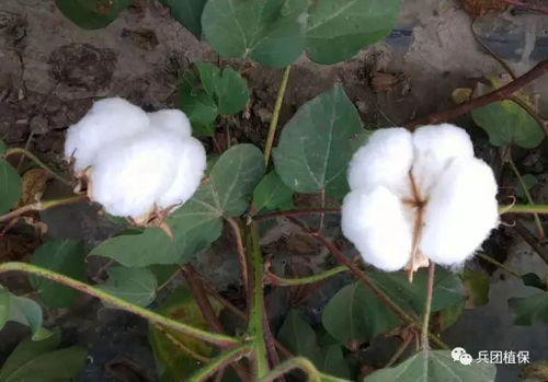 新疆棉花种植技术革新：揭秘高效、环保的种植之道