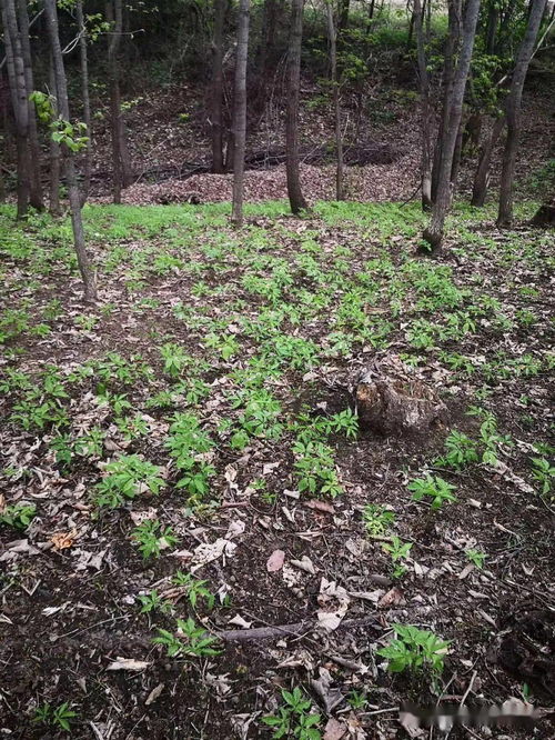 揭秘吉林林下参种植技术：如何让传统农业焕发新活力？