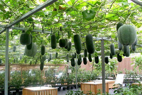 揭秘高效种植技术：如何让农作物产量翻倍？