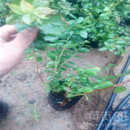 蓝莓苗种植技术解析：如何培育出优质高产蓝莓？