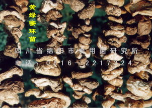 菌种种植技术革新：揭秘高效益的菌菇栽培之道