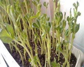 湖南芽苗菜种植技术揭秘：绿色农业的新星如何崛起？