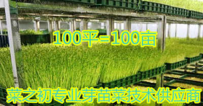 《芽苗菜种植技术革新：揭秘高效培育之道》