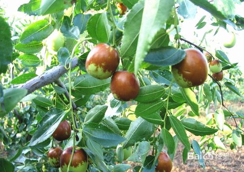 大枣种植技术揭秘：视频教程助您成为种植专家