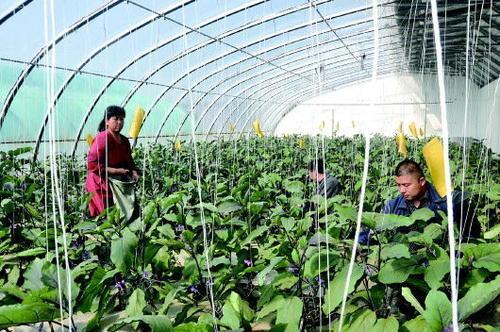 《大棚茄子种植攻略：揭秘高效生产秘诀，产量翻倍不是梦！》