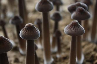 揭秘鸡枞菌种种植：技术革新助力产业升级