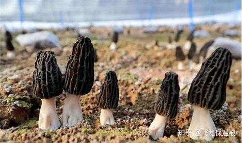 羊肚菌种植：揭秘高效益背后的关键技术
