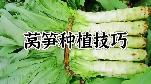 莴苣种植攻略：揭秘高效莴苣种植技术，助您轻松收获丰收！