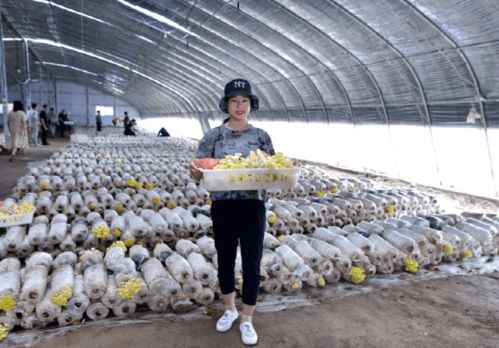 揭秘蘑菇种植奥秘：专业培训班助力绿色农业发展