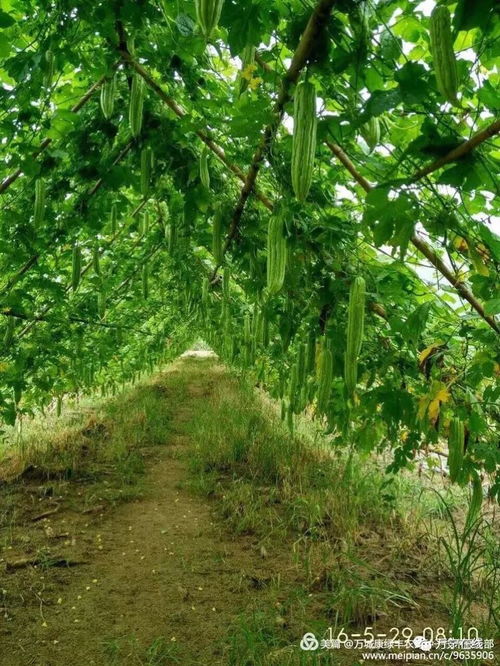 揭秘苦瓜高产种植秘籍：如何让产量翻倍？
