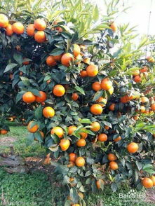 沃柑种植攻略：揭秘高效高产的秘密武器