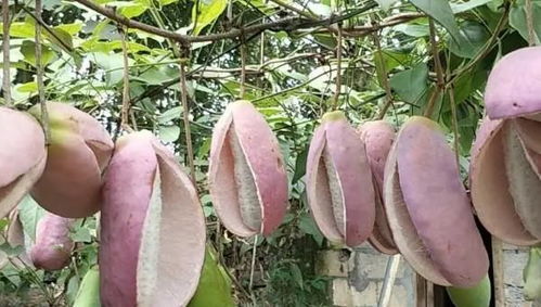 八月瓜种植：揭秘高效种植技术及关键条件
