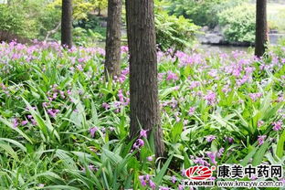 白芨种植：野生资源保护与可持续发展的平衡之道