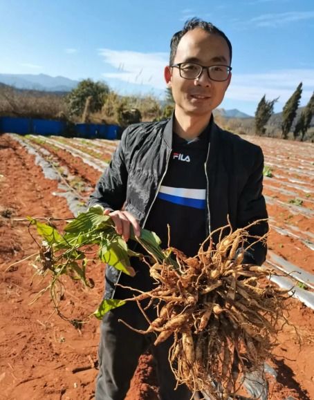 《揭秘百部种植技术：如何高效培育优质药材？》