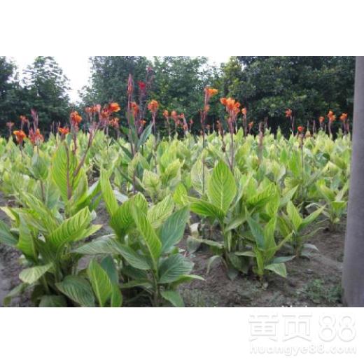 《揭秘花叶美人蕉种植：绿色财富的培育之道》