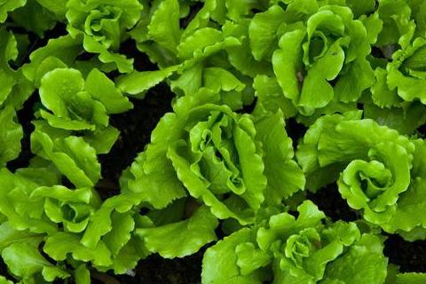 冬季水上种植蔬菜，突破季节限制的农业革命？